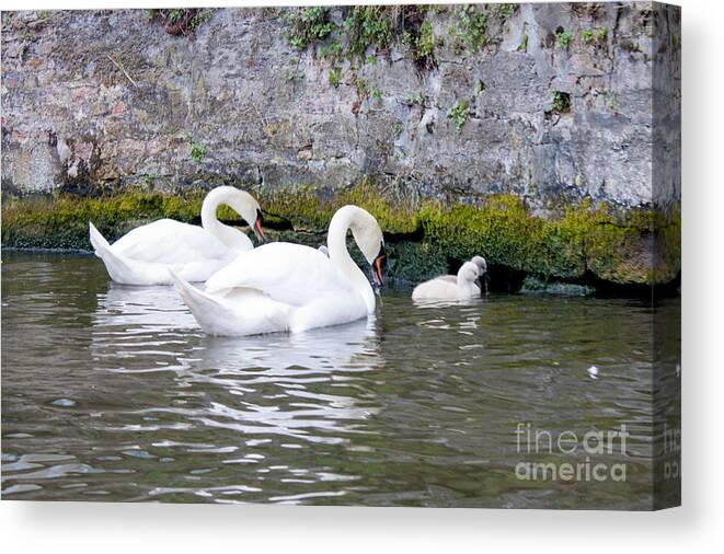 Animal Canvas Print featuring the photograph Swans and Cygnets in Brugge Canal Belgium by Thomas Marchessault