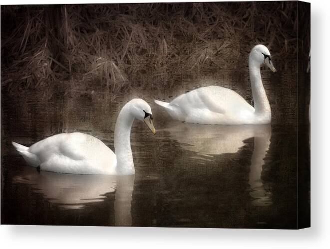 Swan Canvas Print featuring the photograph Swans for life by Jason Green
