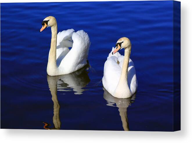Mute Swan Canvas Print featuring the photograph Swans on the Lake by Jennifer Robin