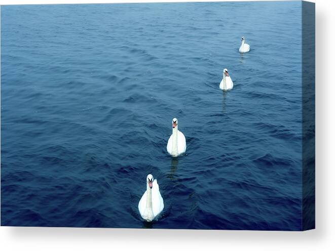 Photography Canvas Print featuring the photograph Swans On The Vltava River, Prague by Panoramic Images