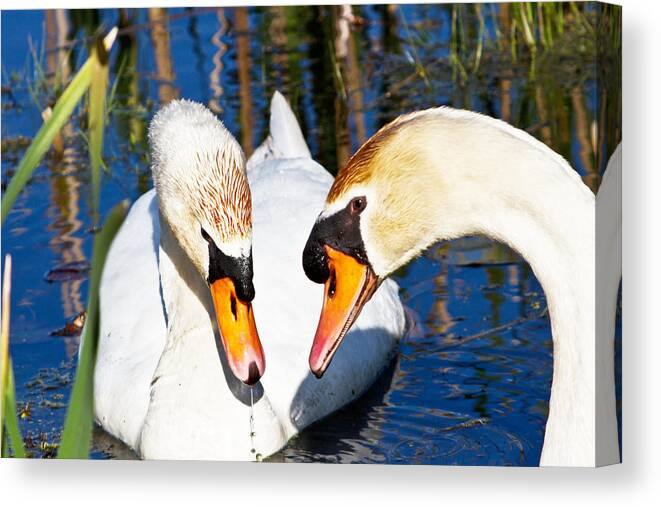 Birds Canvas Print featuring the photograph Swans by Suanne Forster