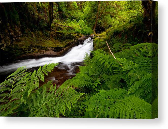 Ferns Canvas Print featuring the photograph Sweet Creek Ferns by Andrew Kumler