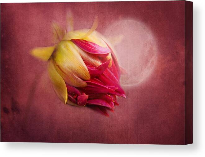 Flower Canvas Print featuring the photograph Sweet Dreams by Marina Kojukhova