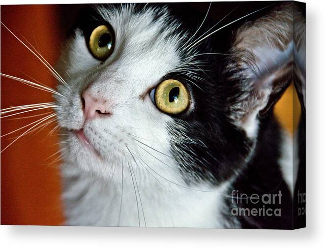 Cats Canvas Print featuring the photograph Sweet Expectation by Cheryl Baxter