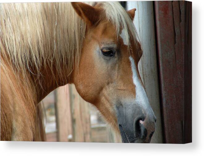 Horse Canvas Print featuring the photograph Sweet Face by Aimee L Maher ALM GALLERY