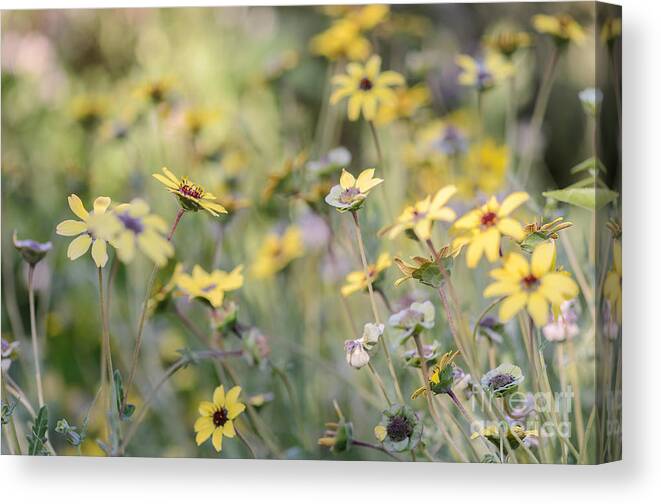 Chocolate Flower Canvas Print featuring the photograph Sweetness by Tamara Becker