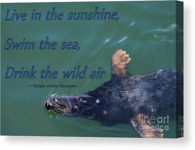 Seal Canvas Print featuring the photograph Swim the Sea by Tammie Miller