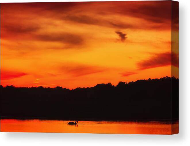 Swan Canvas Print featuring the photograph Swimming in Sunset Skies by Sylvia J Zarco