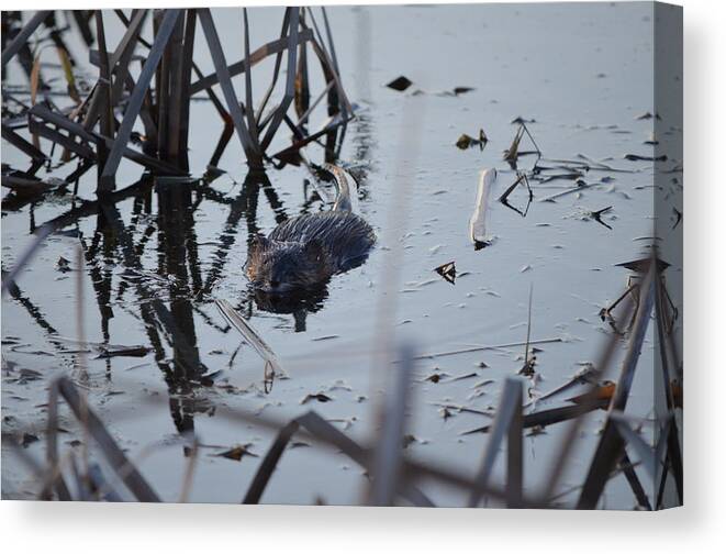 Nature Canvas Print featuring the photograph Swimming by James Petersen