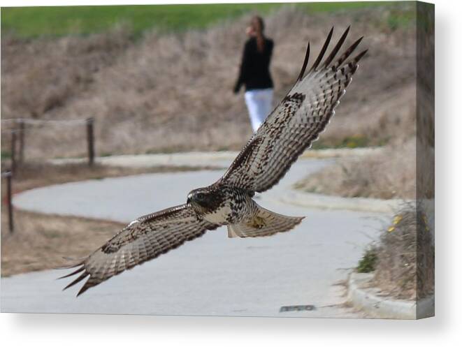 Hawk Canvas Print featuring the photograph Swoop by Christy Pooschke