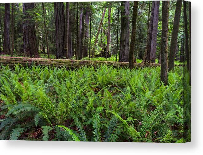 Botany Canvas Print featuring the photograph Sword Ferns in Macmillan Provincial Park by Michael Russell
