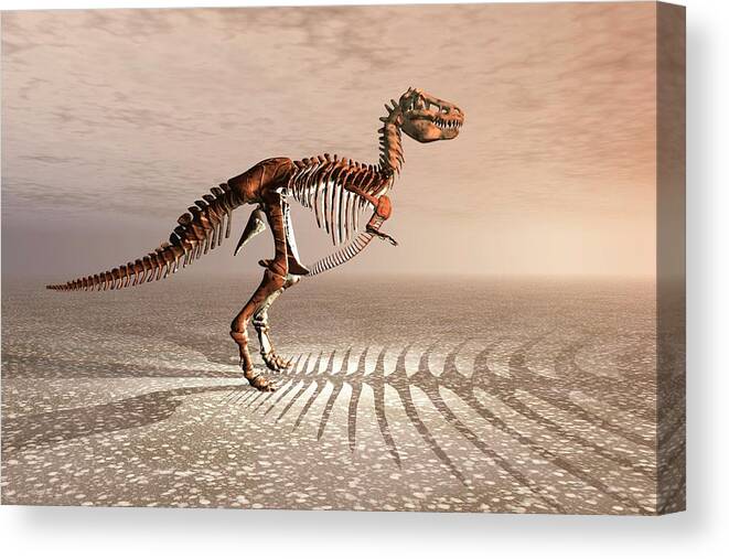 Art Canvas Print featuring the photograph T. Rex Dinosaur Skeleton by Carol & Mike Werner