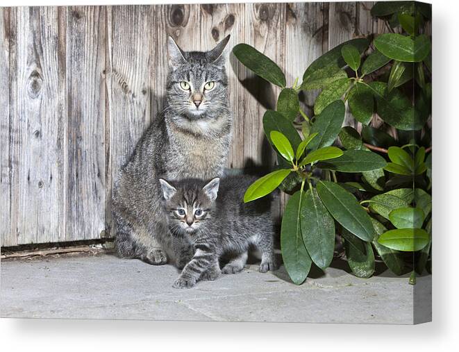Feb0514 Canvas Print featuring the photograph Tabby Cat Mother With Kitten by Duncan Usher