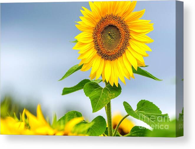 Sunflowers Canvas Print featuring the photograph Taller than most by Mike Ste Marie