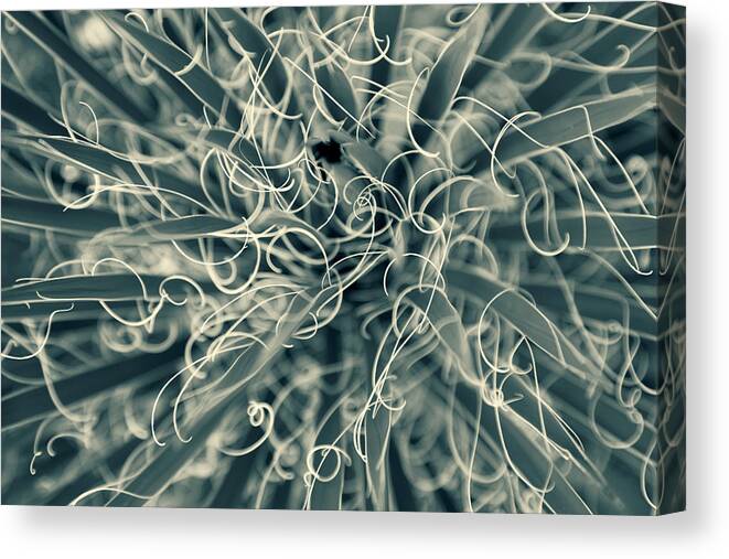 Nature Canvas Print featuring the photograph Tangled by Jonathan Nguyen Nature Canvas Print featuring the photograph Tangled by Jonathan Nguyen