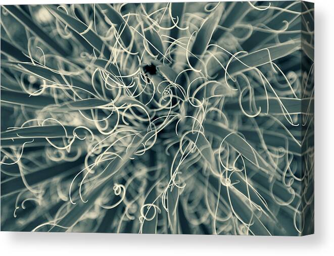 Nature Canvas Print featuring the photograph Tangled by Jonathan Nguyen