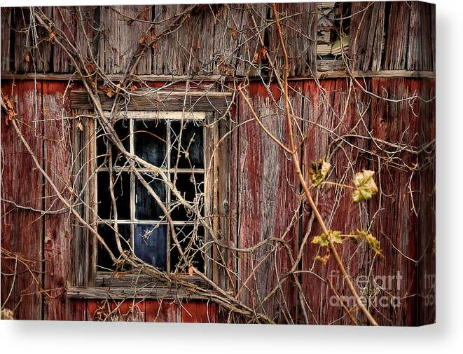 Barn Canvas Print featuring the photograph Tangled Up In Time by Lois Bryan