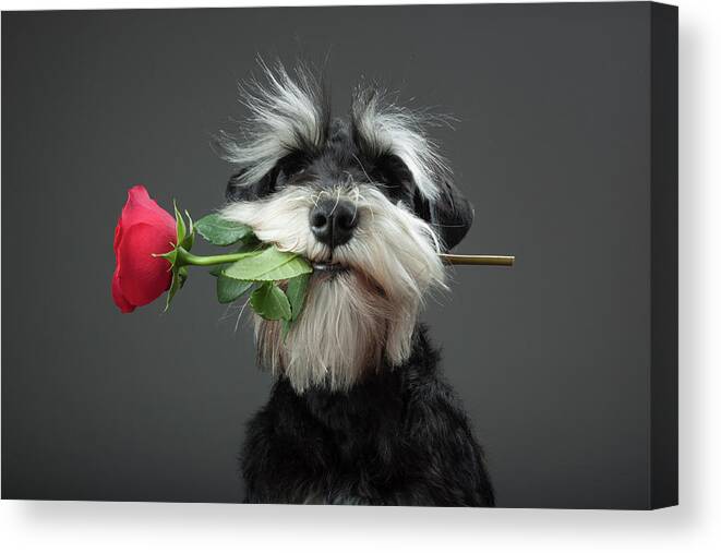Dog Canvas Print featuring the photograph Tango Dancer by Adnan Mahmutovic