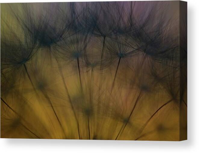 Dandelion Canvas Print featuring the photograph Taste Of Spring by Ricky Siegers