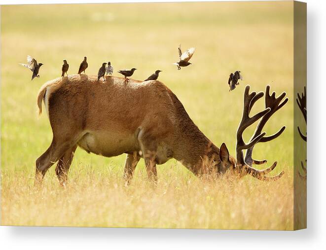 Horned Canvas Print featuring the photograph Taxi by Markbridger