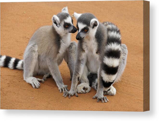 Africa Canvas Print featuring the photograph Telling Secrets by Michele Burgess