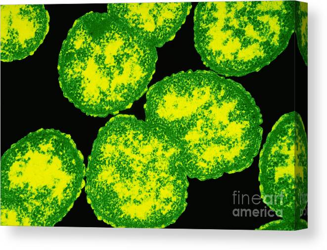 Color Enhanced Tem Canvas Print featuring the photograph Tem Of Neisseria Gonorrhoeae by Kwangshin Kim