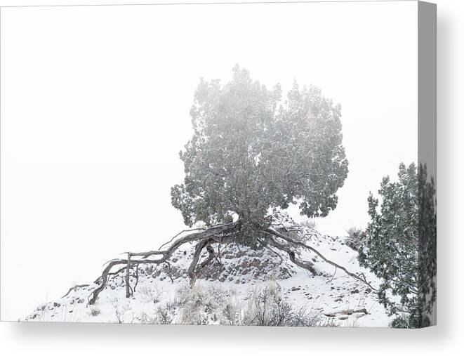 Snow Canvas Print featuring the photograph Tenacity by Mary Lee Dereske