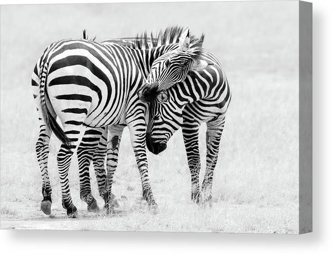 Zebra Canvas Print featuring the photograph Tender Moment by John Fan