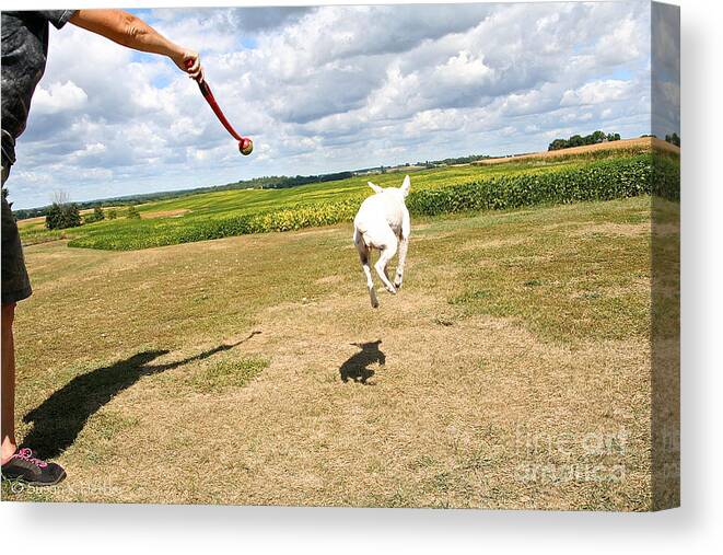 Dog Canvas Print featuring the photograph Terrier Levitation by Susan Herber