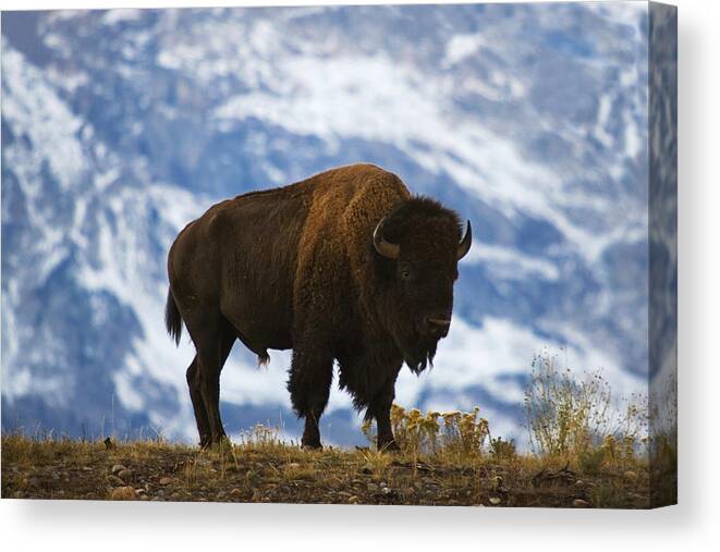Bison Canvas Print featuring the photograph Teton Bison by Mark Kiver