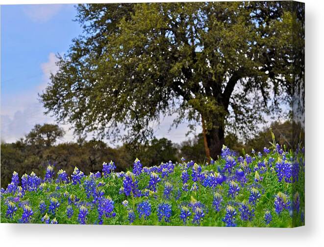 Texas Flower Canvas Print featuring the photograph Texas Bluebonnet Field by Kristina Deane