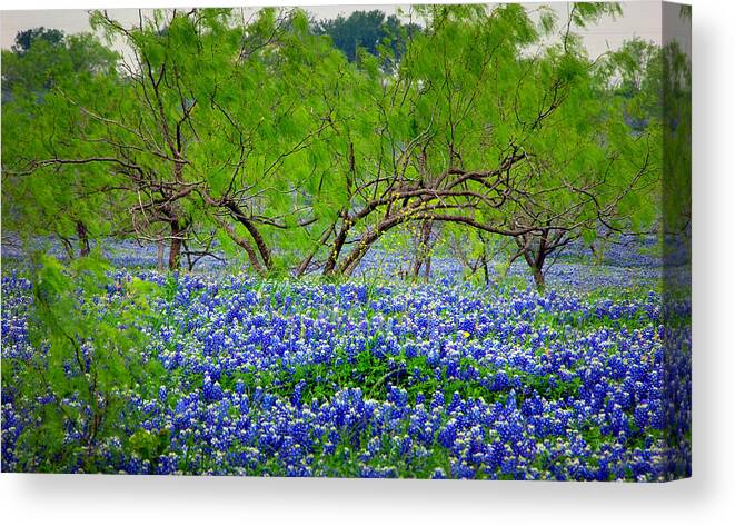 Bluebonnets Canvas Print featuring the photograph Texas Bluebonnets - Texas Bluebonnet Wildflowers Landscape Flowers by Jon Holiday