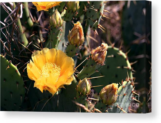 Texas Canvas Print featuring the photograph Texas Cactus by Linda Cox