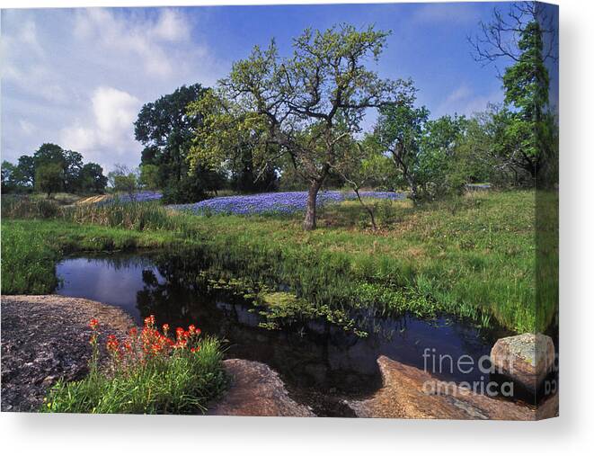 Texas Canvas Print featuring the photograph Texas Hill Country - FS000056 by Daniel Dempster