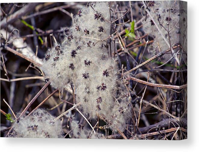 Twigs Canvas Print featuring the photograph Texture by Tikvah's Hope