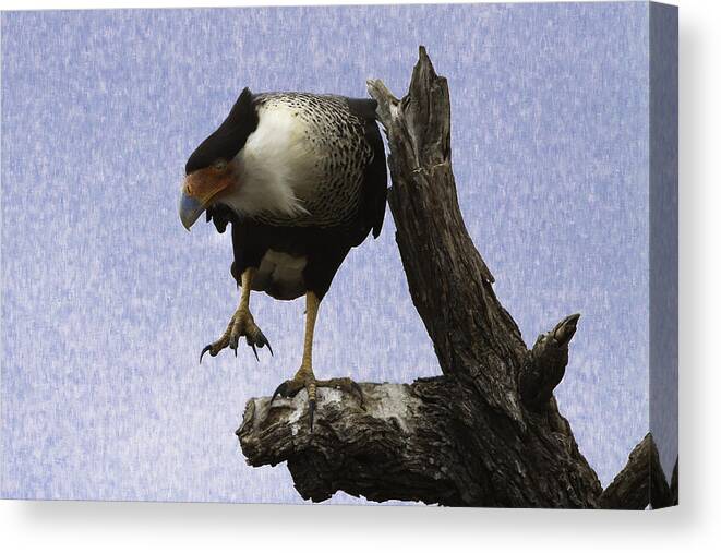 Bird Canvas Print featuring the photograph That Caracara Stare by Donald Brown