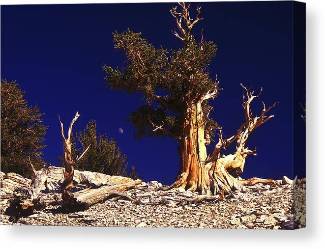 Bristlecone Canvas Print featuring the photograph The Ancients by Paul W Faust - Impressions of Light
