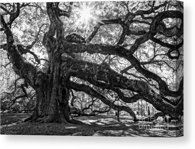 Trees Canvas Print featuring the photograph The Angel Oak BW by Deborah Scannell