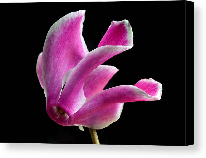 Cyclamen Canvas Print featuring the photograph The Art Of Cyclamen by Terence Davis