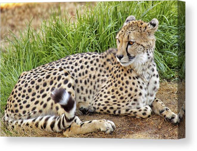 Cheetah Canvas Print featuring the photograph The Beautiful Cheetah by Jason Politte