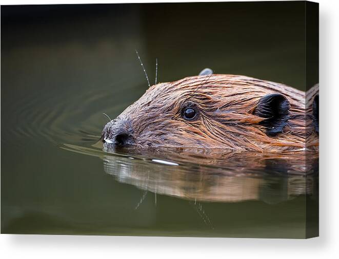 Beaver Canvas Print featuring the photograph The Beaver by Bill Wakeley