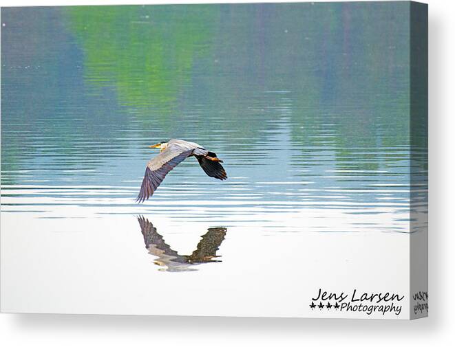 Birds Canvas Print featuring the photograph The Blue Heron by Jens Larsen
