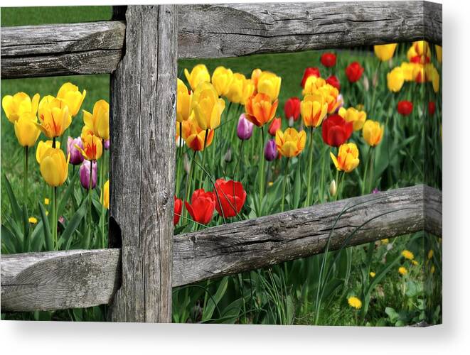 Tulips Canvas Print featuring the photograph The Brighter Side by Diana Angstadt