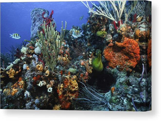 Scene Canvas Print featuring the photograph The Busy Reef by Sandra Edwards