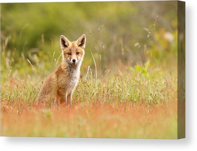 Afternoon Canvas Print featuring the photograph The Catcher in the Sorrel by Roeselien Raimond