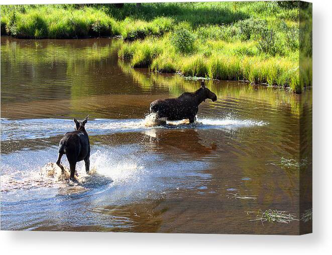 Moose Photograph Canvas Print featuring the photograph The Chase by Jim Garrison