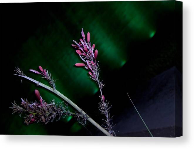 Fall Foliage Canvas Print featuring the photograph The Color of Night by Greg Kopriva