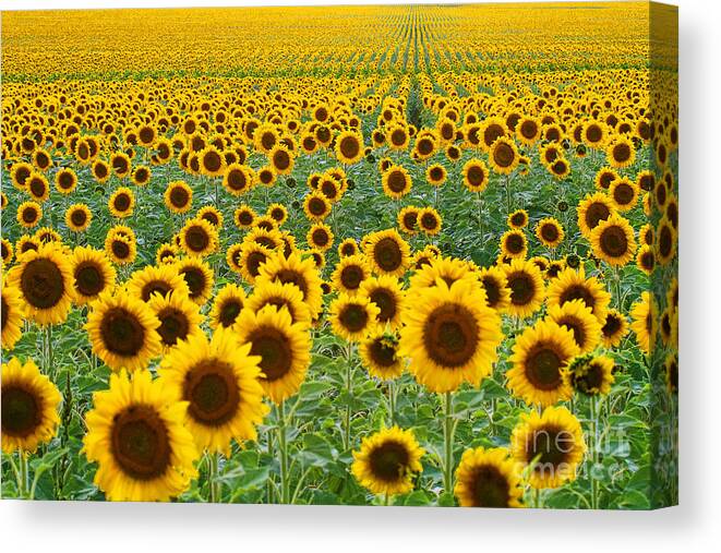 Flowers Canvas Print featuring the photograph The Colorado Gold Fields by Jim Garrison