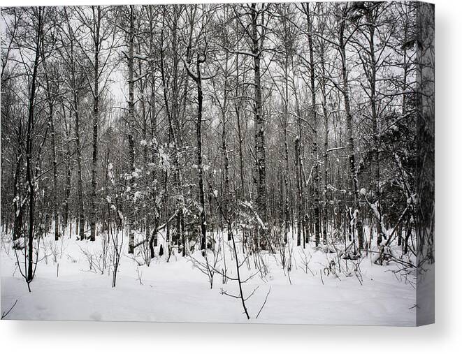 Winter Landscape Canvas Print featuring the photograph The Colors of a Winter's Day by Dan Hefle