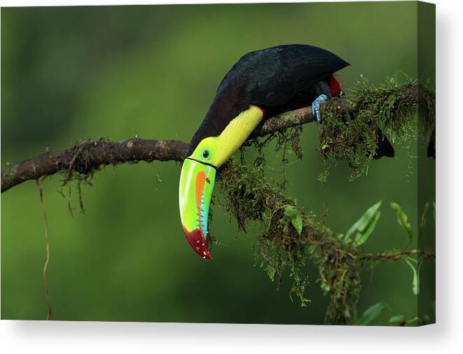 Nature Canvas Print featuring the photograph The Colors Of Costa Rica by Fabio Ferretto